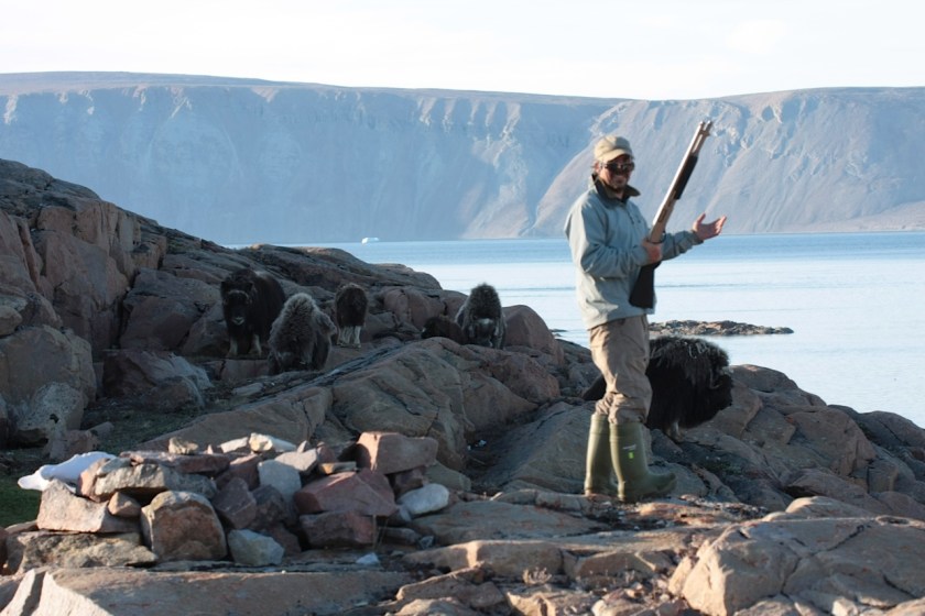 Mike - muskoxen and dave